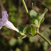 Ruellia patula Jacq.